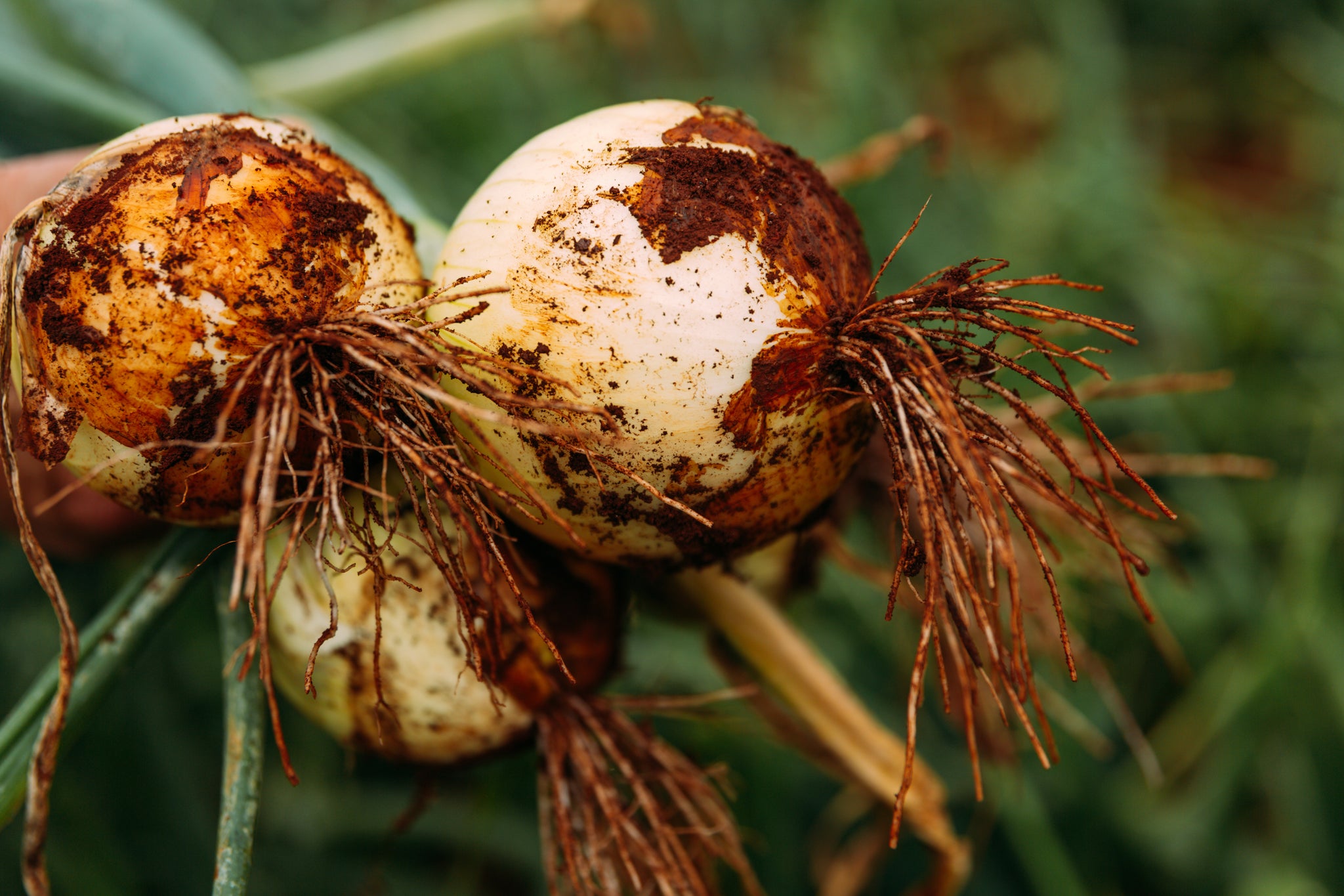 Aloun Farms, Inc. - Hunting Area in Kapolei
