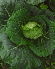 Load image into Gallery viewer, Cabbage
