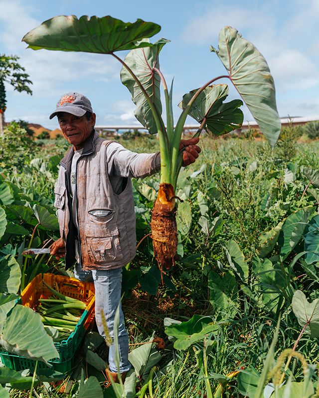 Taro Plant Root